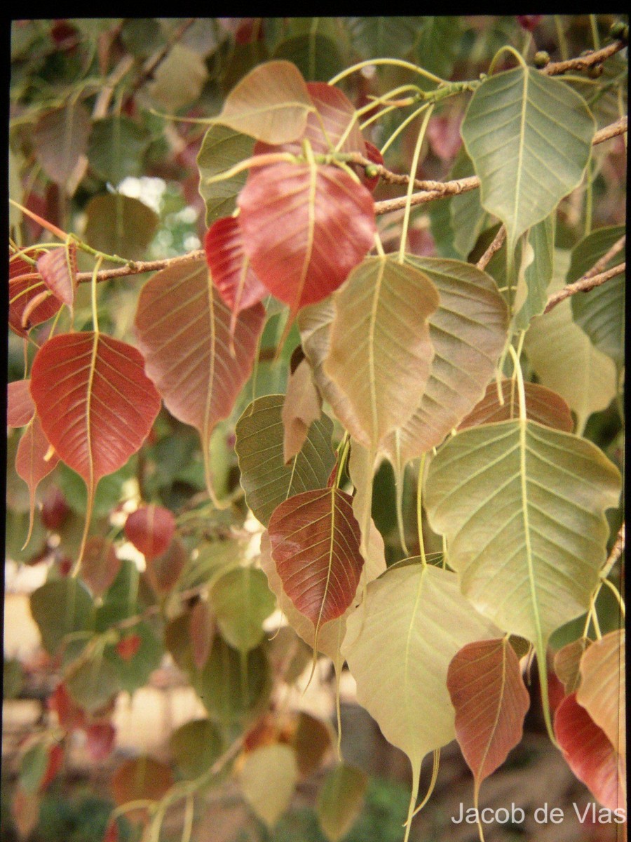Ficus religiosa L.